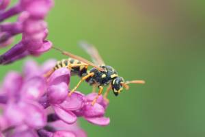 Image of wasp on flower - pests to look out for this summer - Antworks Pest Control in Vancouver WA & Portland OR