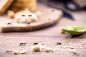Pest Control Services in Camas
