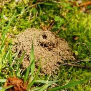 Ant hill in lawn