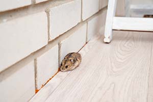 Pest Control Services in Hazel Dell North