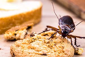 Pest Control Services in Clark County