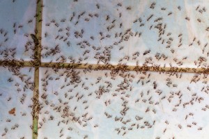 Swarm of ants on tile floor