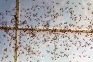 Swarm of ants on tile floor