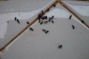 hungry and thirsty ants arrive in a bathroom at the beginning of spring