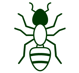 Ant exterminators and control in Vancouver WA and Portland OR by Antworks Pest Control