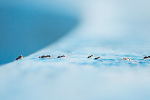 Are Ants a Problem in the Winter? in Portland OR | Antworks Pest Control