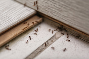 Summer Ants in the House in Portland OR | Antworks Pest Control