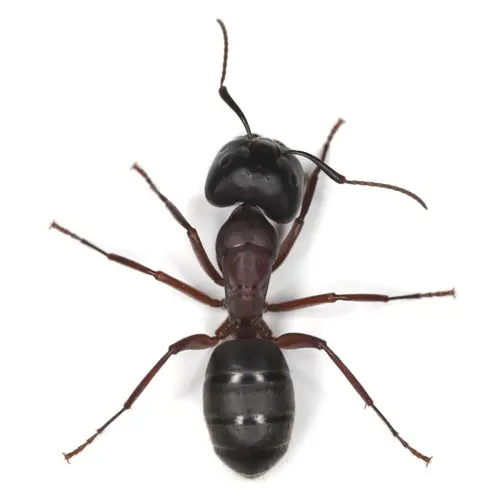 Large black carpenter ant on a wooden beam; a primary cause of structural damage in Pacific Northwest homes requiring professional service.