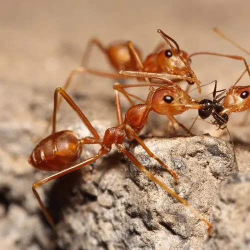 Yellowish moisture ants nesting in damp, decaying wood; a common wood-destroying pest in Portland and Vancouver homes.
