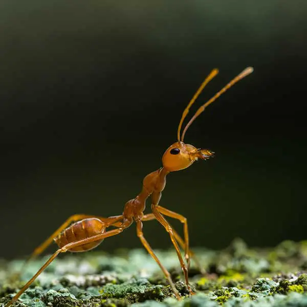 Tiny, light-colored pharaoh ants near a food source; a difficult-to-treat indoor pest often found in Portland and Vancouver apartments.