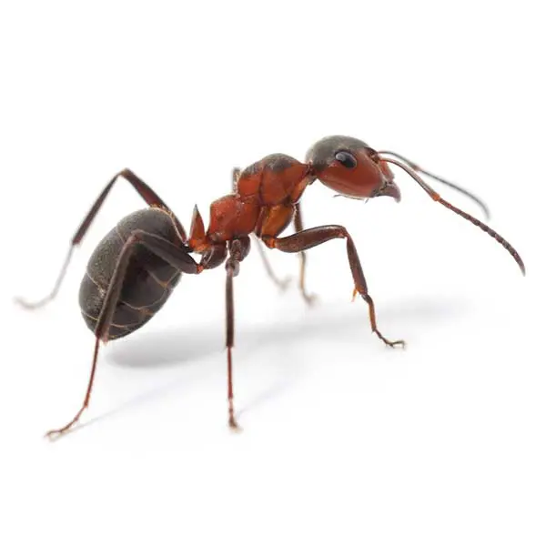 A red and black thatching ant on a mound of organic debris; a common outdoor species found in larger yards near Vancouver, WA.