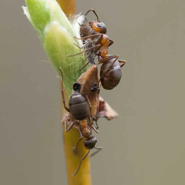 A velvety tree ant with a reddish thorax climbing on bark; a tree-nesting species often confused with carpenter ants in the PNW.