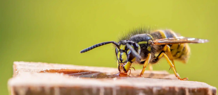 wasp-and-hornet-removal