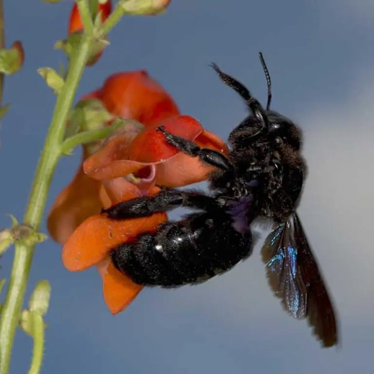 A bald-faced hornet with white markings on its black body; expert removal of aerial nests from trees and eaves in Portland and Vancouver.