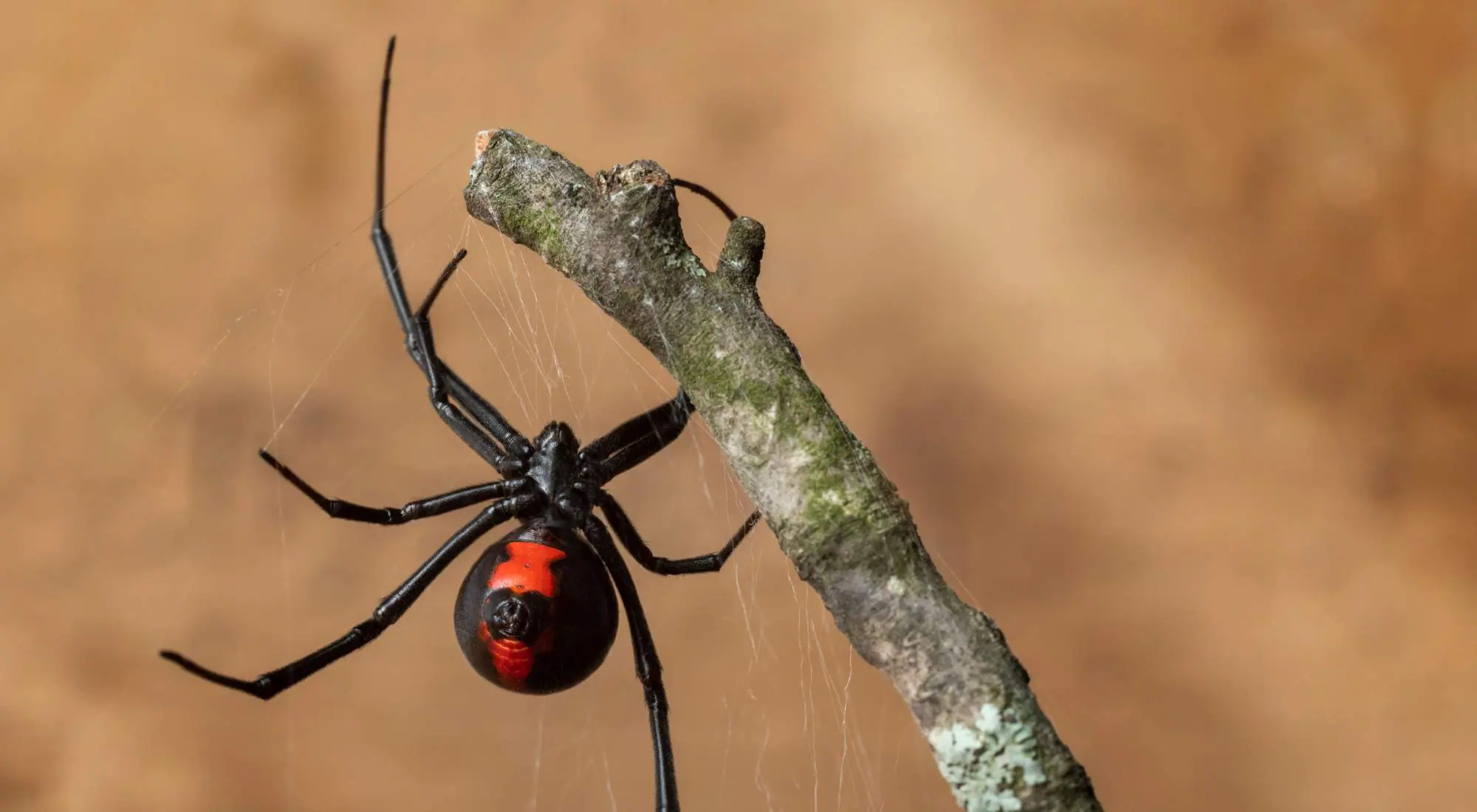 A female black widow spider with its iconic red hourglass mark; expert removal from dark, undisturbed areas like woodpiles and garages in Portland.