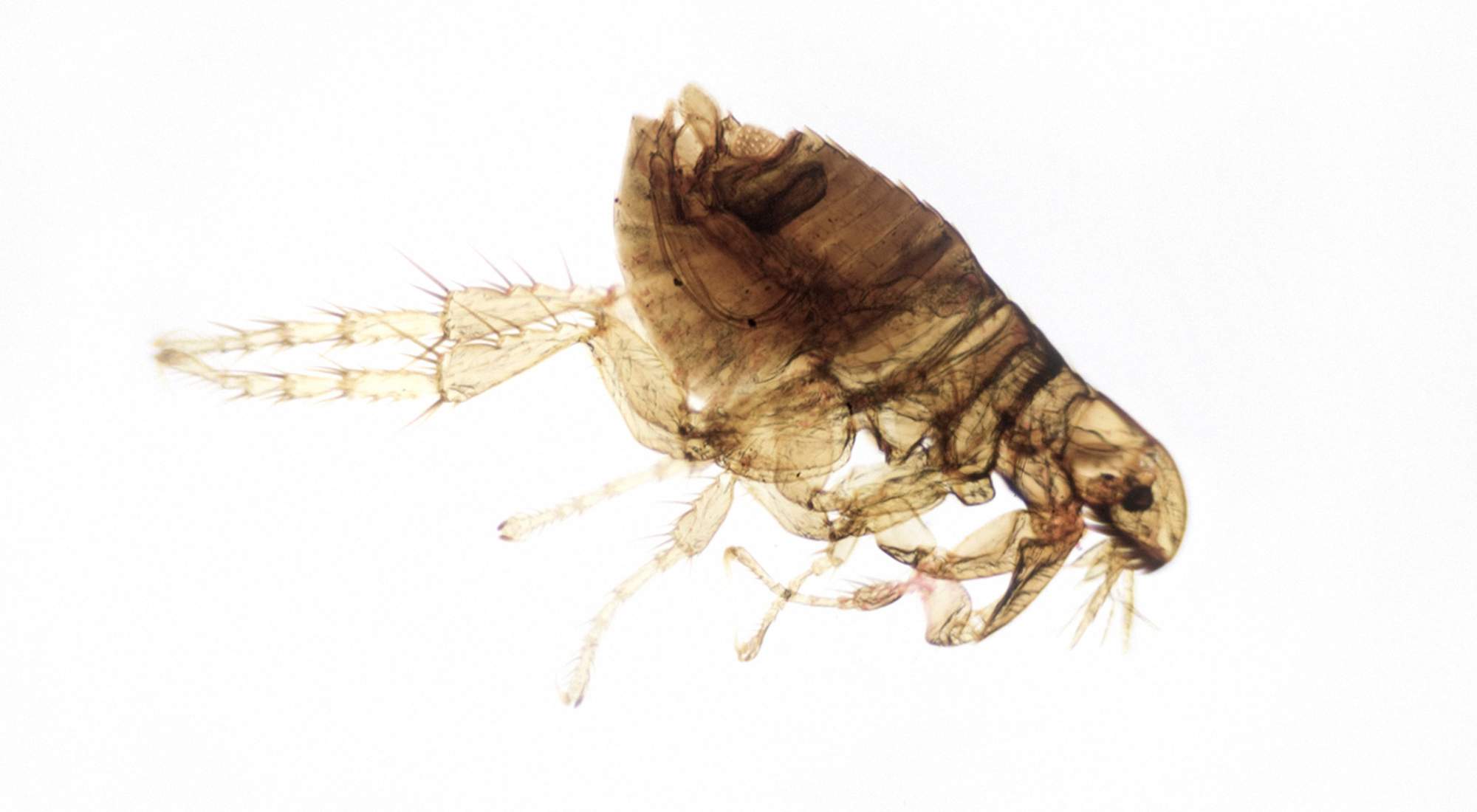 A tiny, reddish-brown flea with strong jumping legs; professional flea inspection and pet-safe interior treatments for homes in Portland and Vancouver.