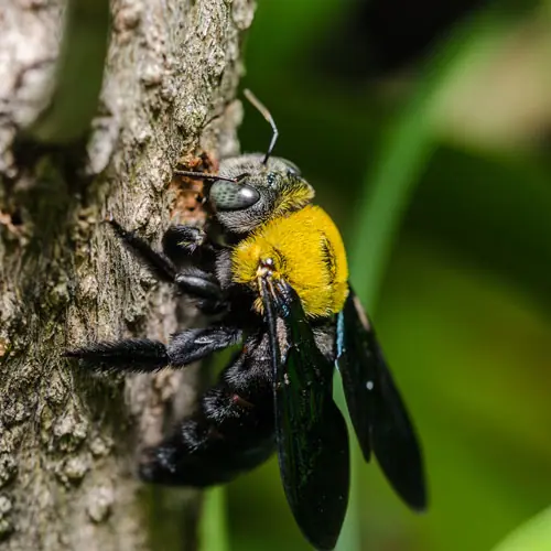A large, fuzzy carpenter bee hovering near wood siding; specialized treatment to prevent structural drilling damage in Portland and Beaverton.