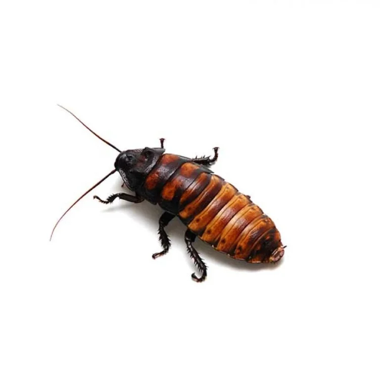 A brown-banded cockroach showing its light-colored bands; an indoor pest that infests dry areas of Vancouver homes like bedrooms and electronics.