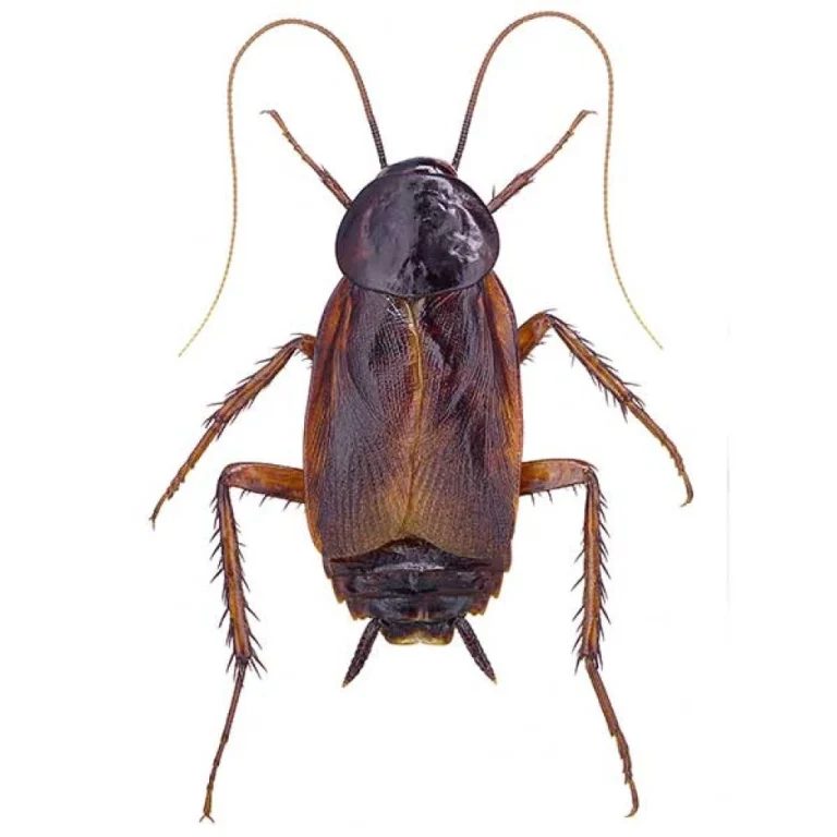 A dark, glossy Oriental cockroach (water bug); frequently found in damp crawl spaces, basements, and foundation areas in Vancouver and Portland.