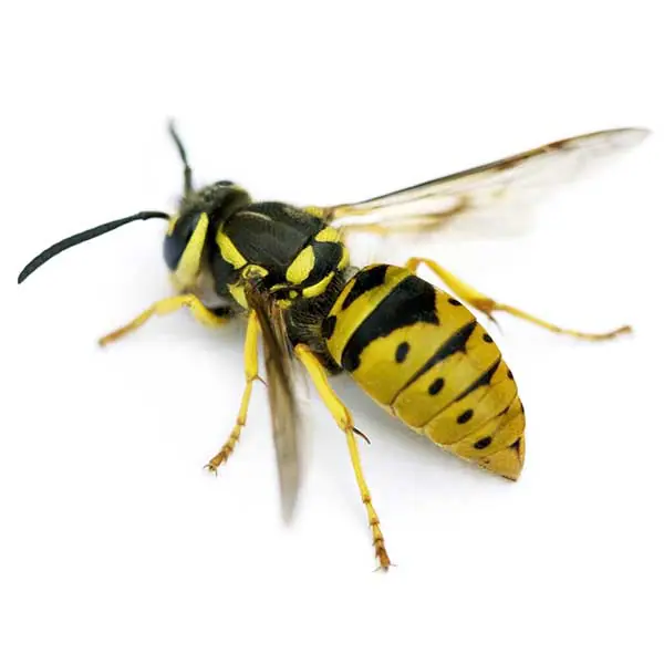 A black and yellow ground-nesting yellow jacket; emergency nest removal for aggressive stinging insects in Vancouver and Portland yards.