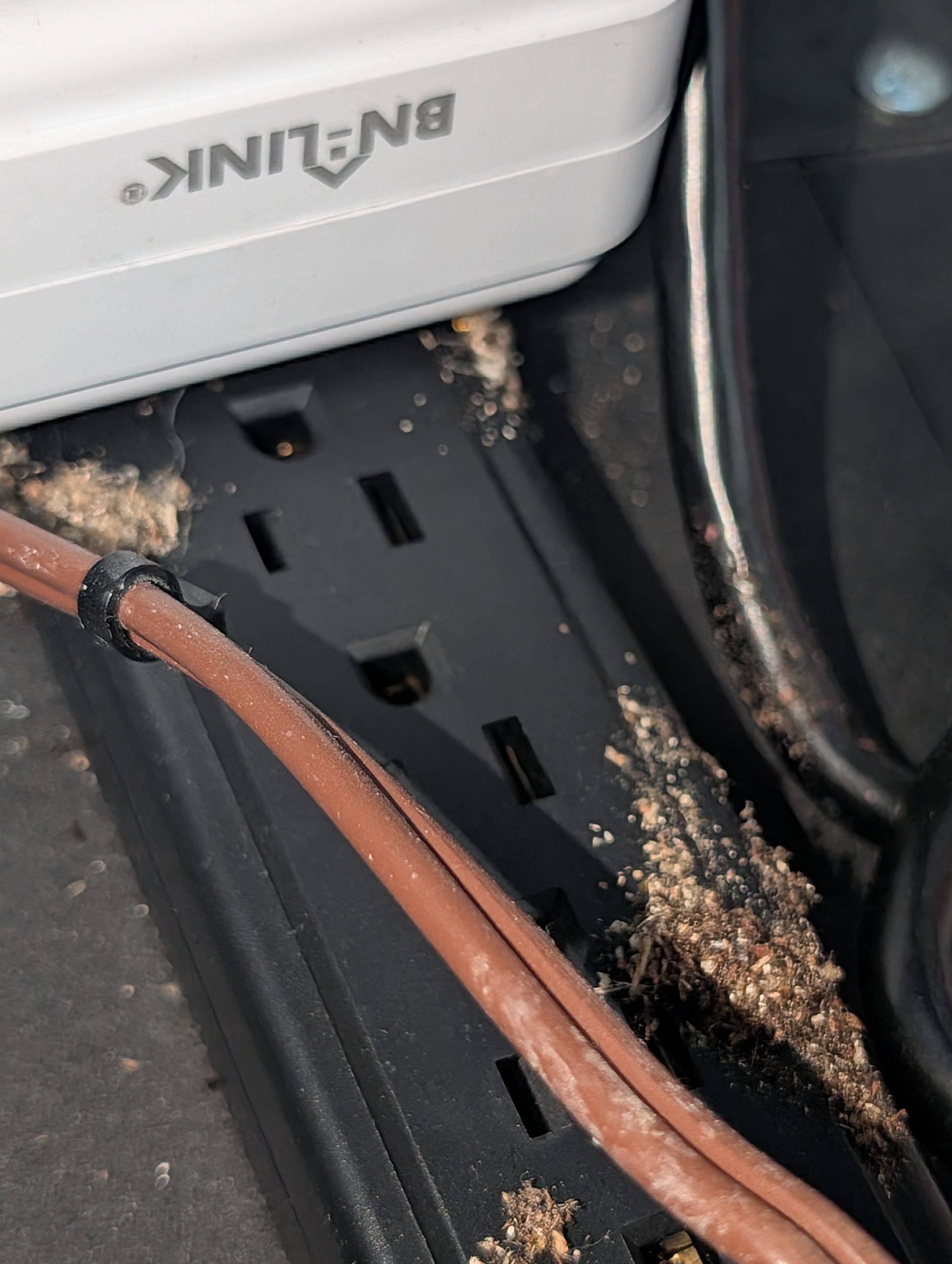 Brown ants and white larvae clustered on a black indoor power strip and BN-LINK smart plug.