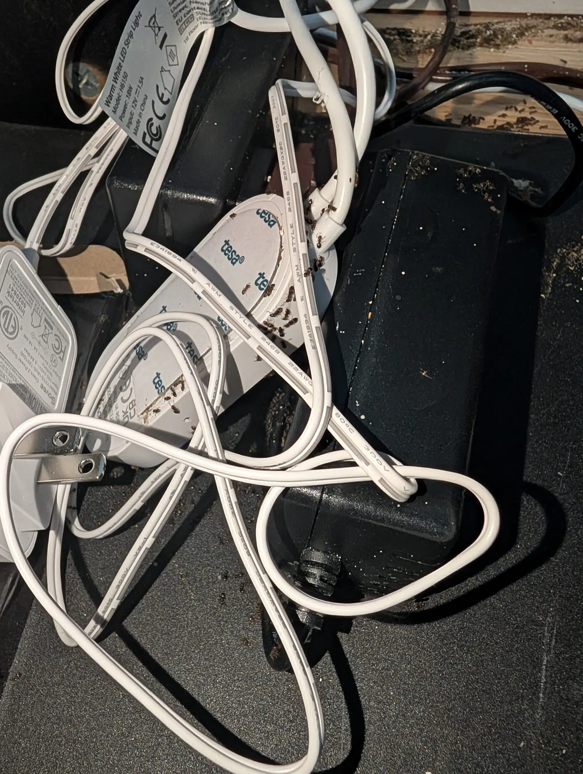 Odorous house ants and white larvae nesting on an LED power adapter in a Portland-Vancouver metro area home.