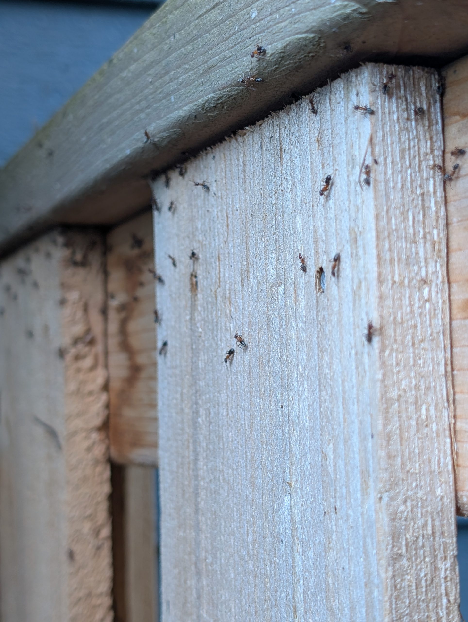Velvety tree ants trailing across exterior wooden deck posts at a home in the Portland-Vancouver metro area.