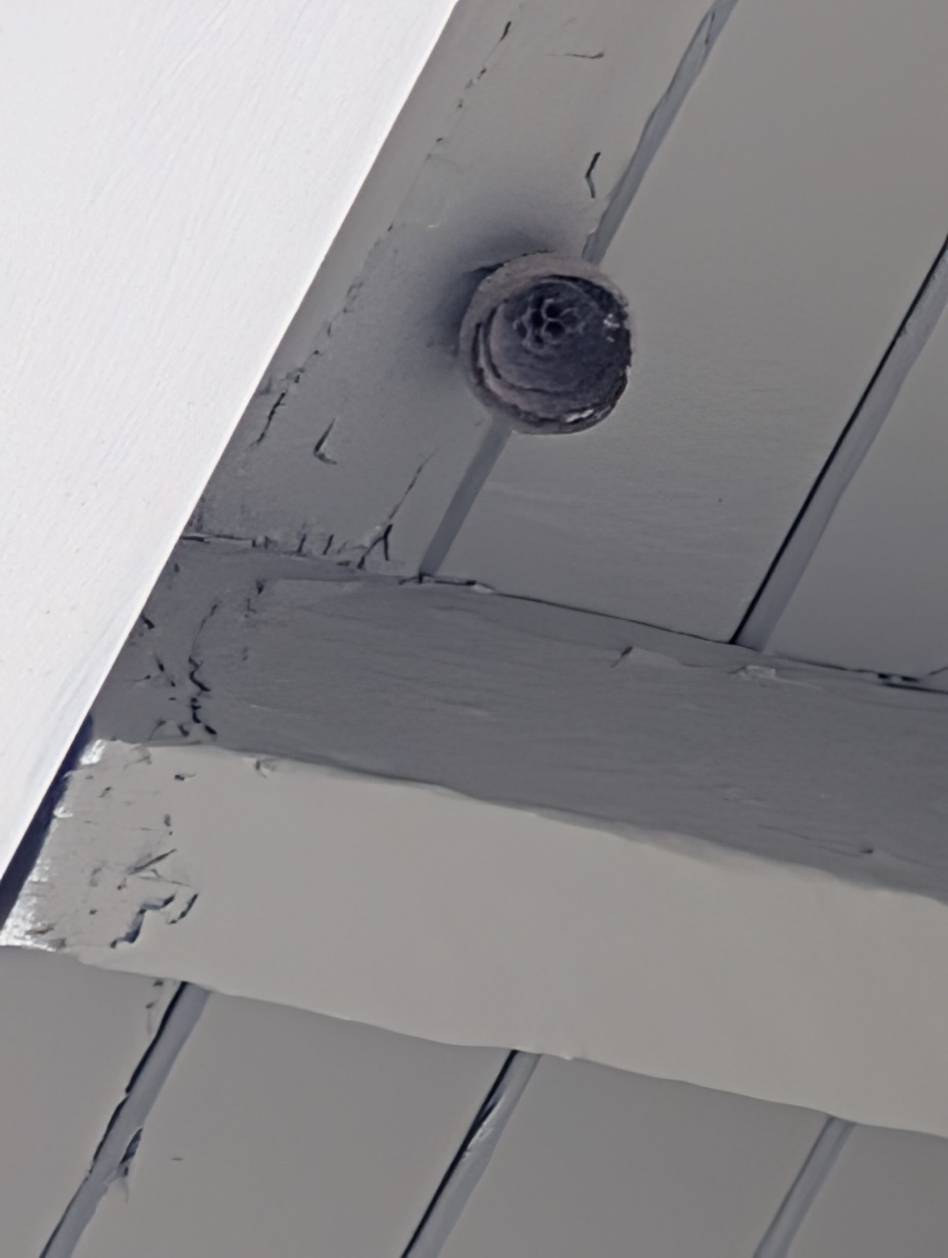 Early-stage bald-faced hornet nest hanging from house eaves in the Portland-Vancouver metro area.