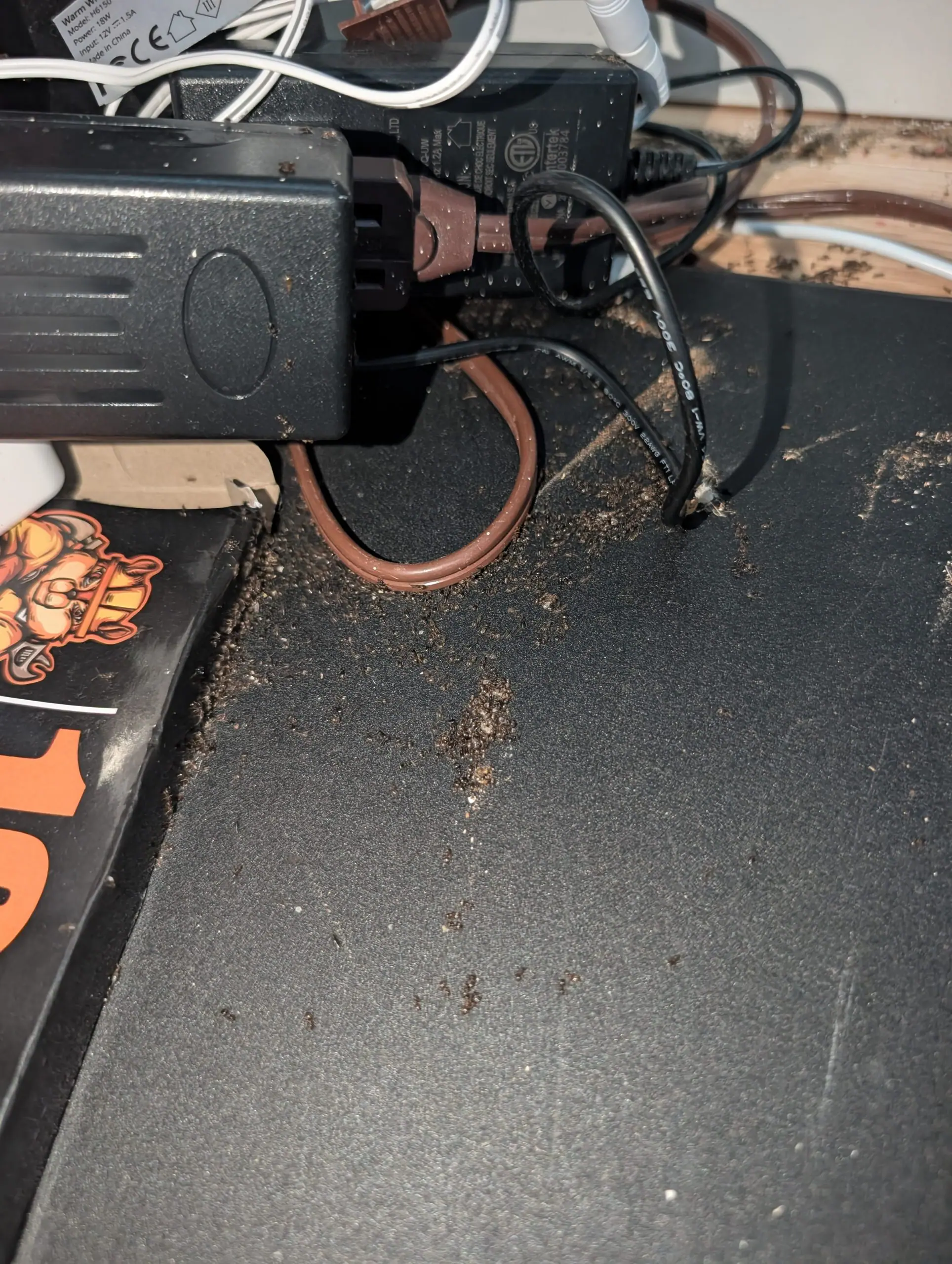 Odorous house ants and nesting debris around electrical power adapters in a Portland-Vancouver metro area home.