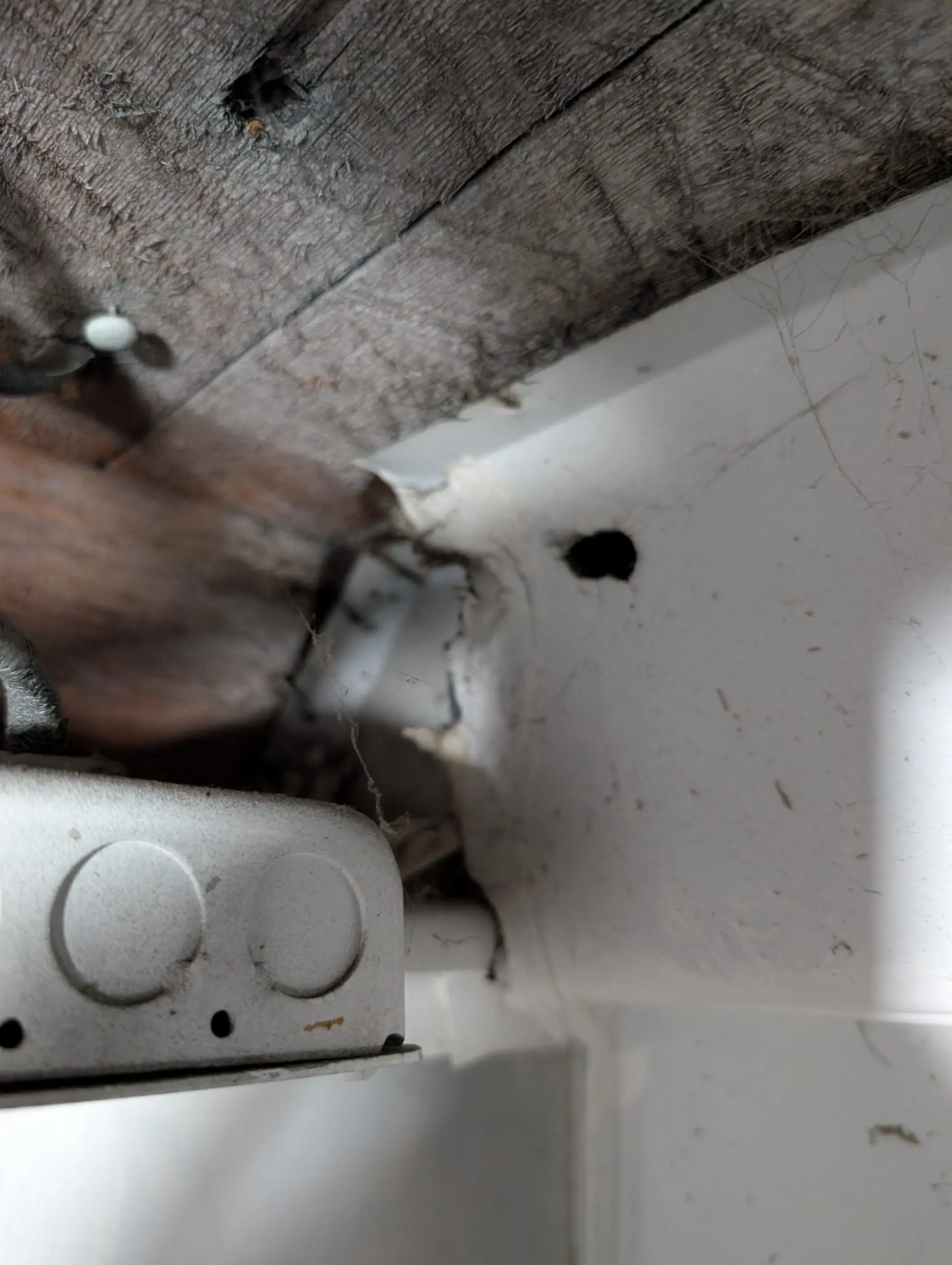 Rodent gnaw hole in a white interior wall corner near a silver electrical box in a Portland-Vancouver metro area home.