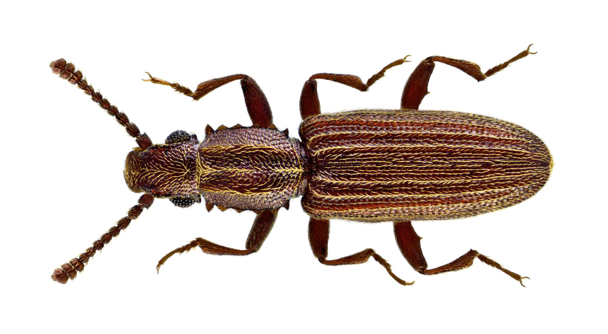 A slender, dark brown merchant grain beetle with saw-toothed edges; specialized removal of stored product pests from Vancouver area pantries.