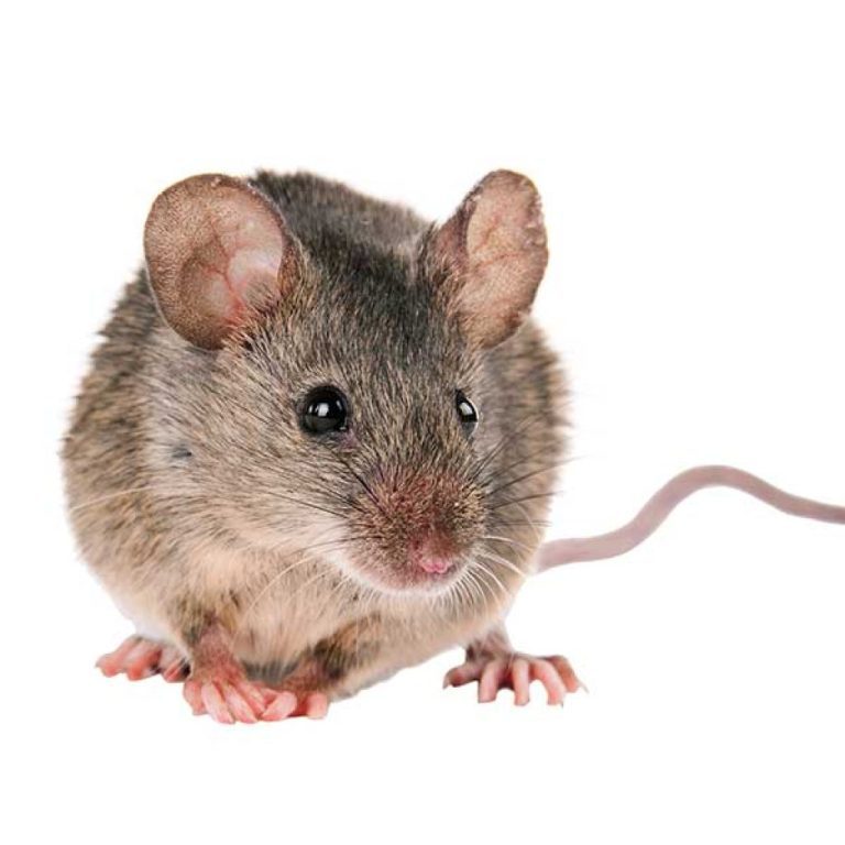 A small, light brown house mouse; effective baiting and exclusion services for kitchens and apartments across the Portland metro area.