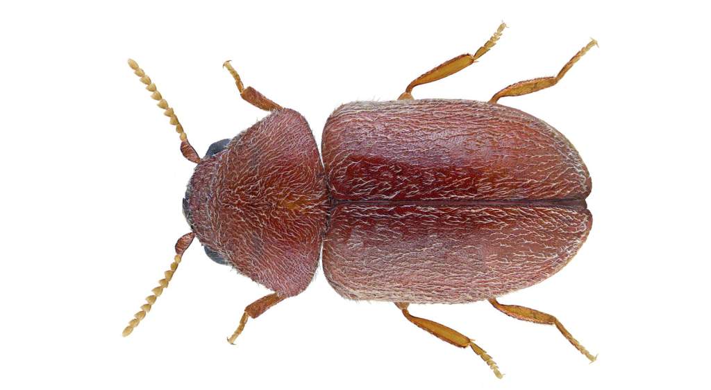 A small, oval reddish-brown cigarette beetle; professional identification and treatment of pantry infestations in Portland homes and businesses.