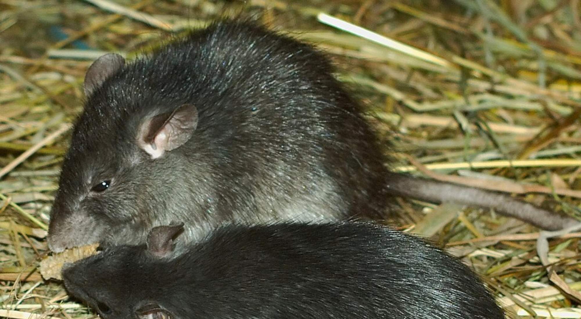 A dark-colored roof rat with a long tail; professional removal of climbing rats found in attics, rooflines, and trees in Vancouver, WA.