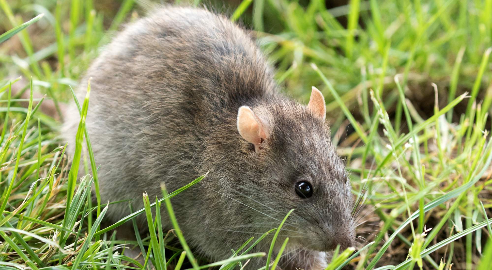A large, brownish Norway rat; specialized rodent control for Portland crawl spaces and basements where these burrowing rats often nest.