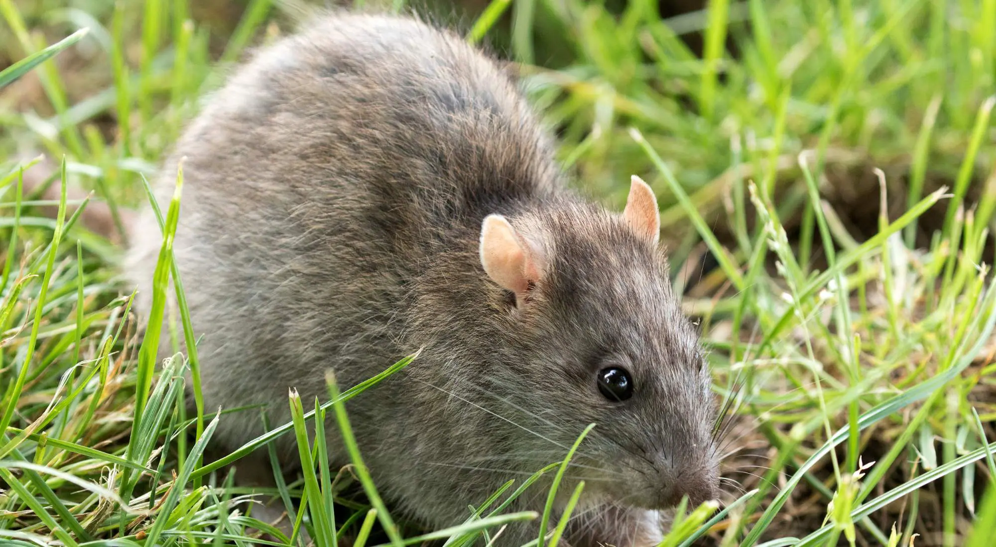 A large, brownish Norway rat; specialized rodent control for Portland crawl spaces and basements where these burrowing rats often nest.