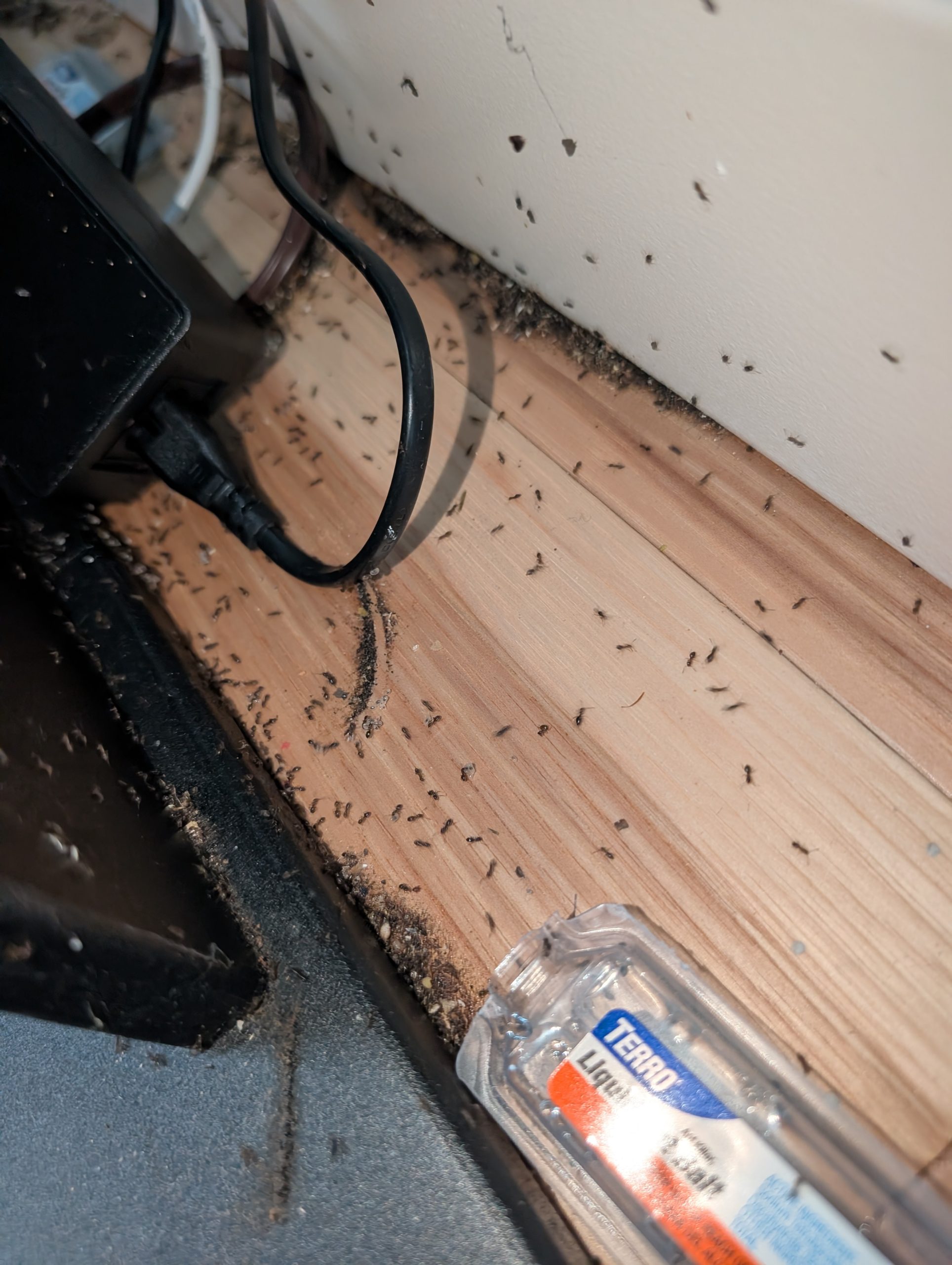 Odorous house ants swarming a liquid bait station and power cables in a Portland-Vancouver metro area home.