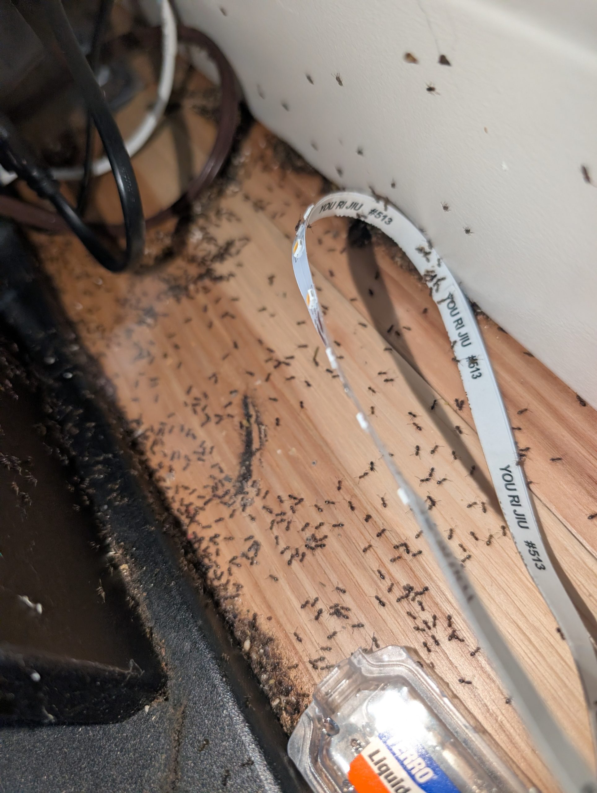Odorous house ants and nesting debris near electrical cables and a bait station in a Portland-Vancouver metro area home.