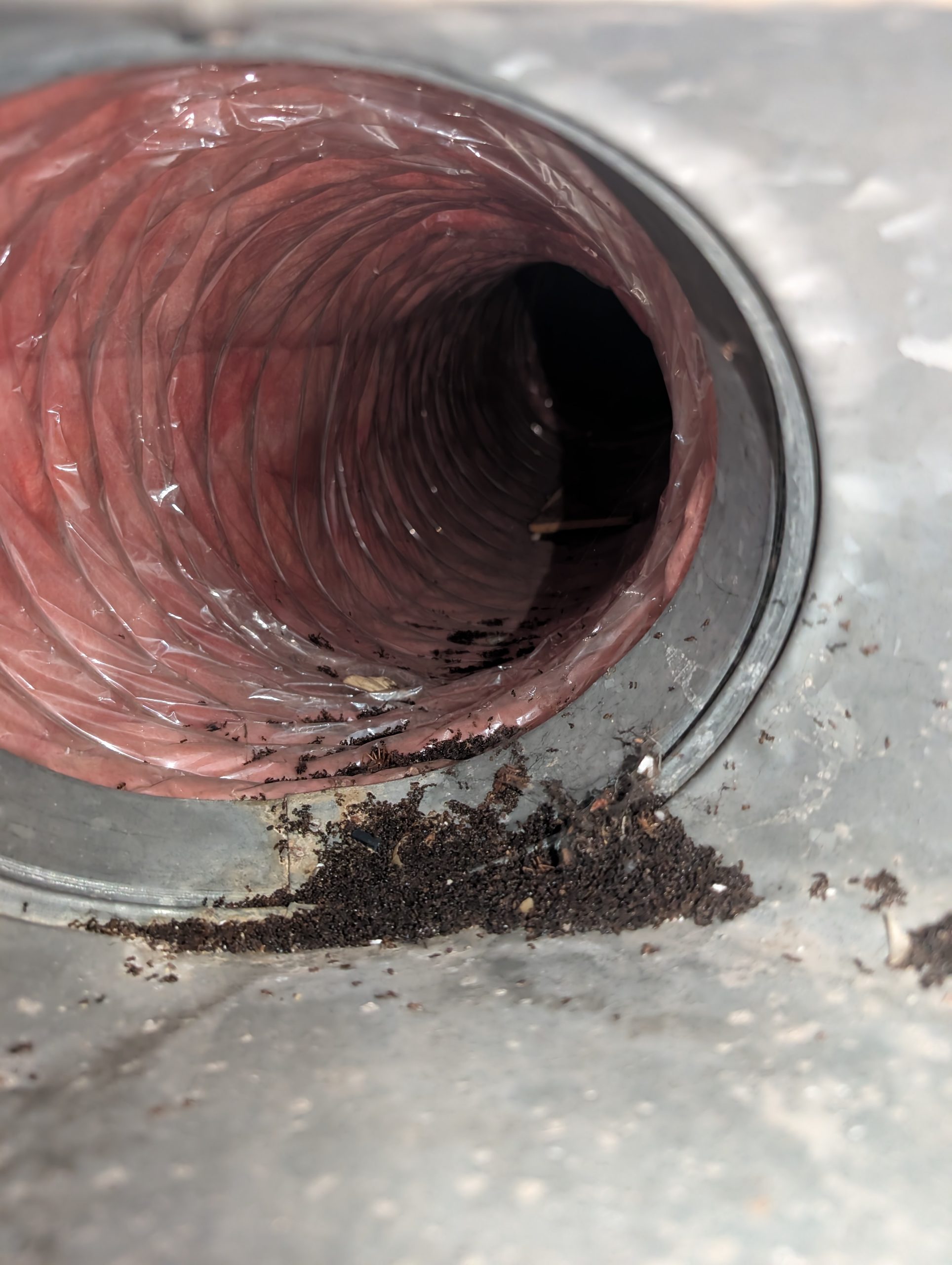 Rodent droppings and nesting debris inside a flexible HVAC duct in a Portland-Vancouver metro area home.