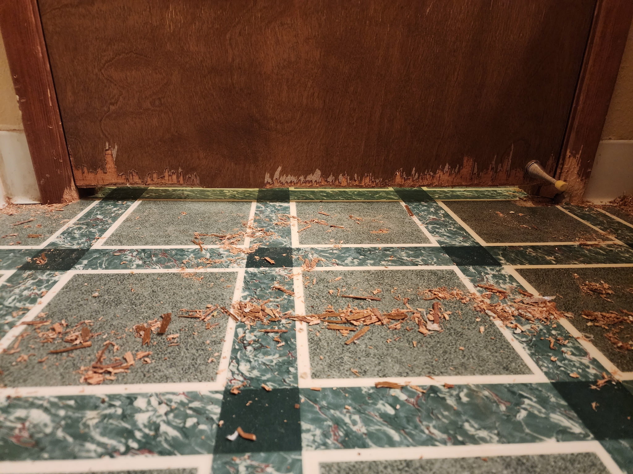 Extensive rodent gnaw marks on a wooden door and floor debris in a Portland-Vancouver metro area home.