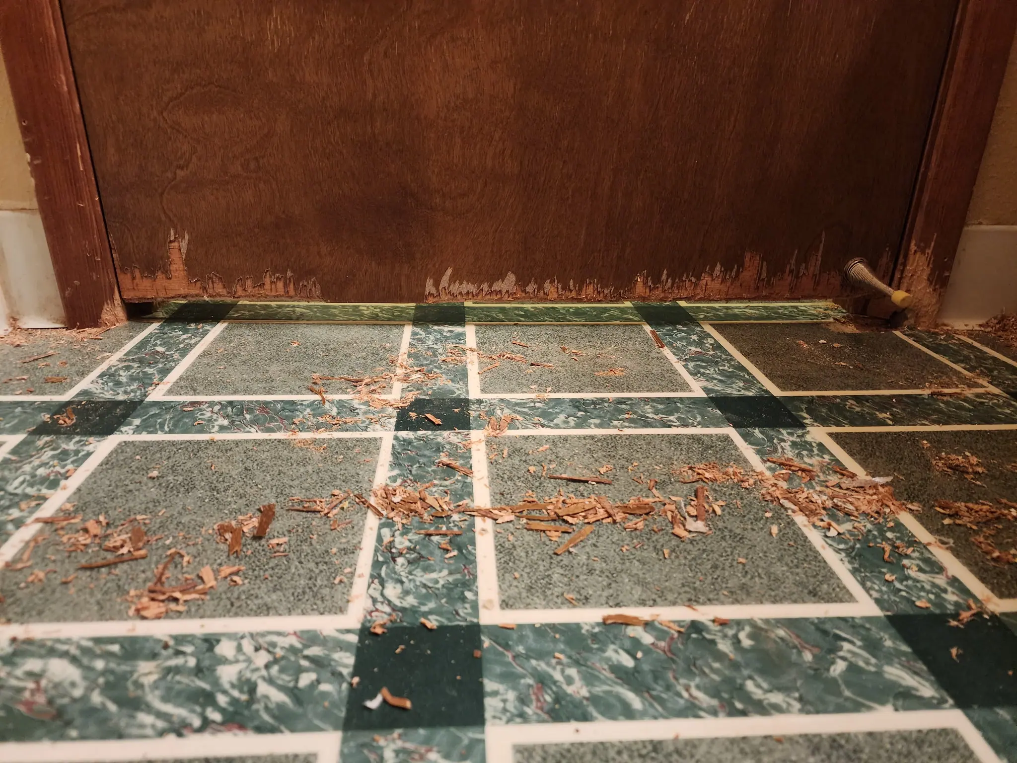 Extensive rodent gnaw marks on a wooden door and floor debris in a Portland-Vancouver metro area home.