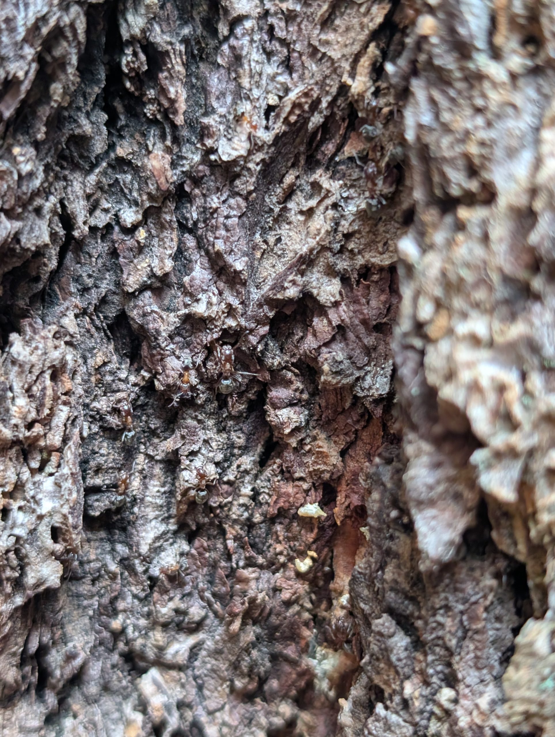 Velvety tree ants foraging on rough tree bark at a property in the Portland-Vancouver metro area.