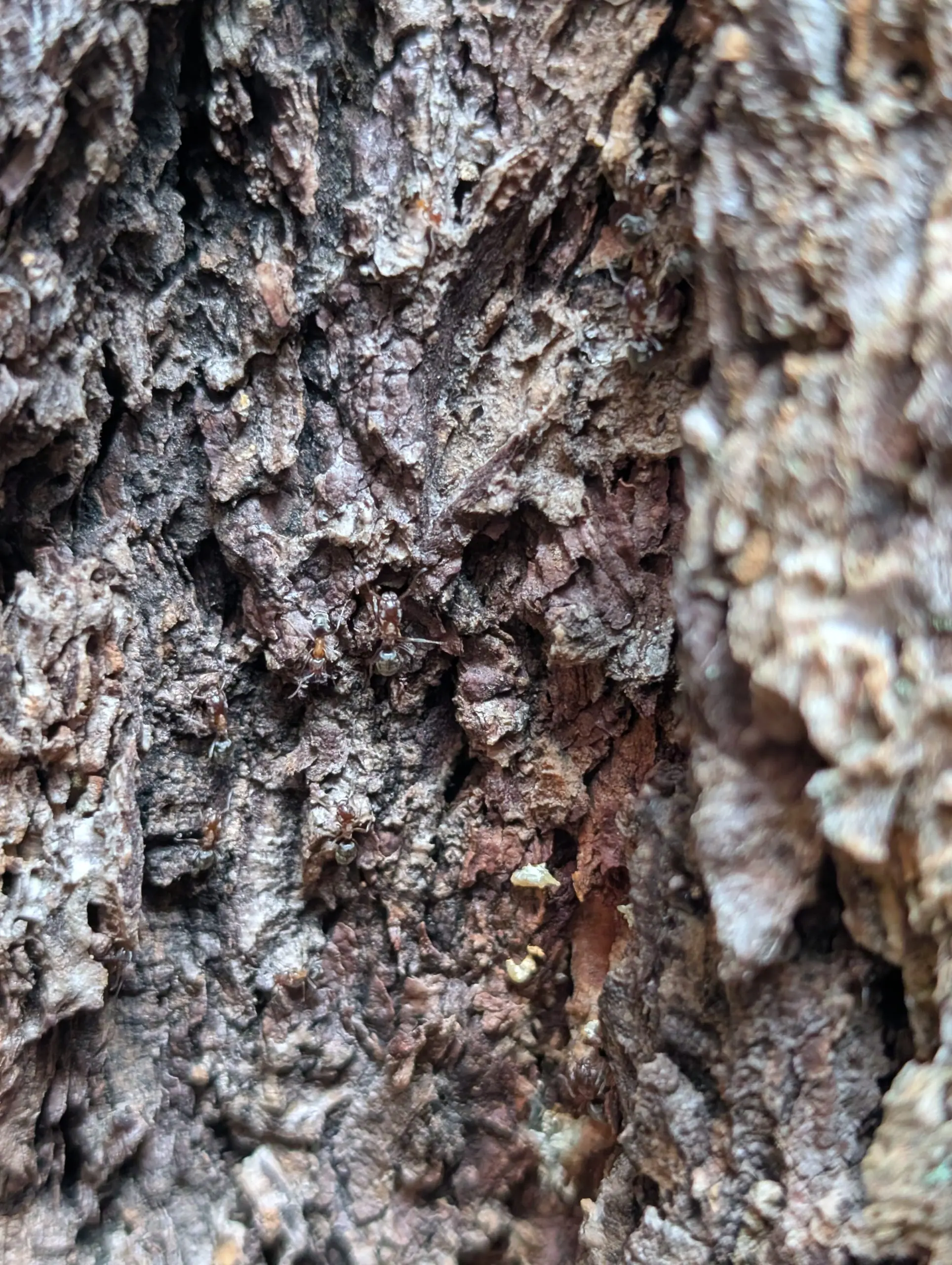 Velvety tree ants foraging on rough tree bark at a property in the Portland-Vancouver metro area.