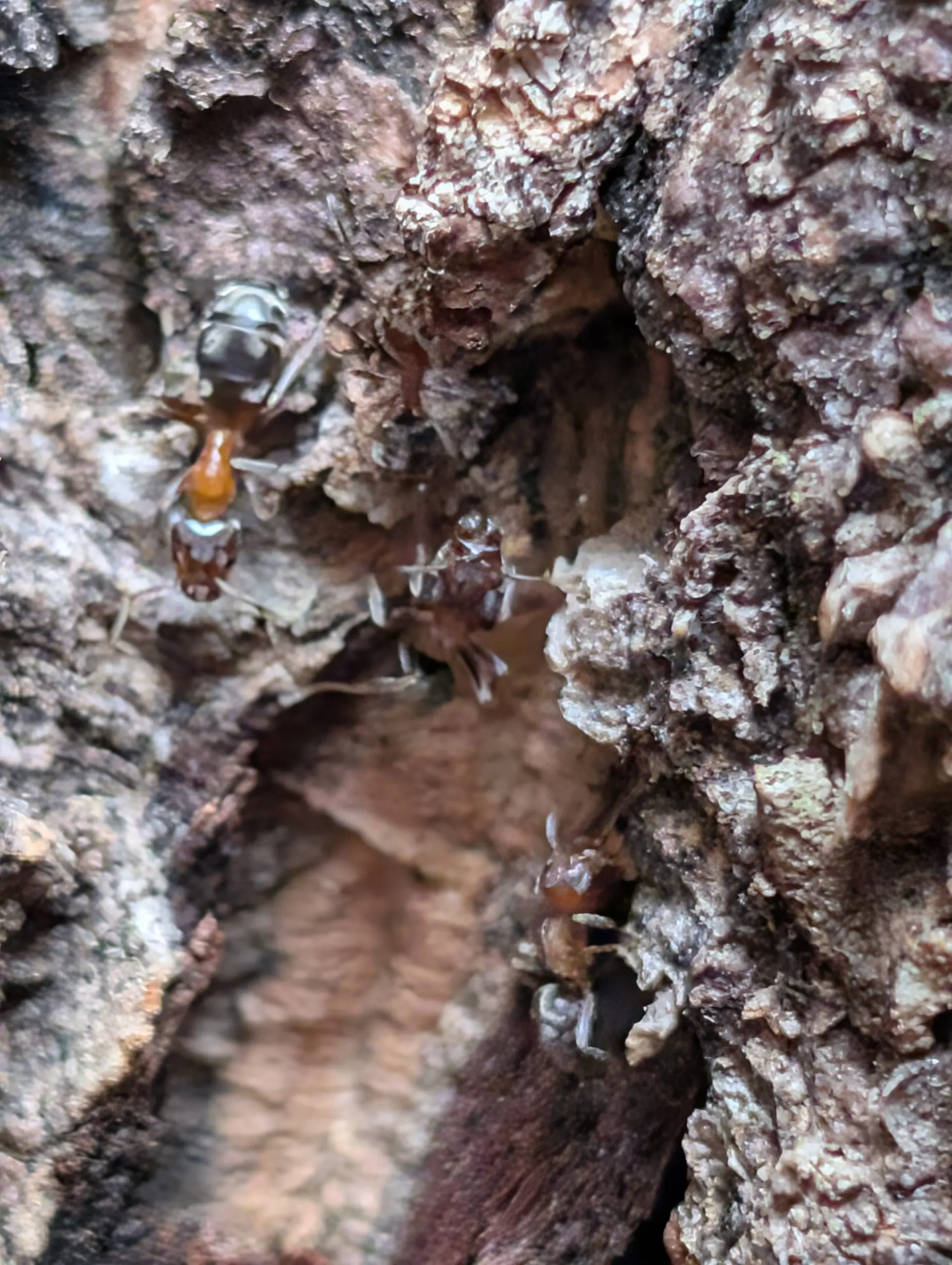 Velvety tree ants with reddish-yellow bodies foraging on tree bark in the Portland-Vancouver metro area.