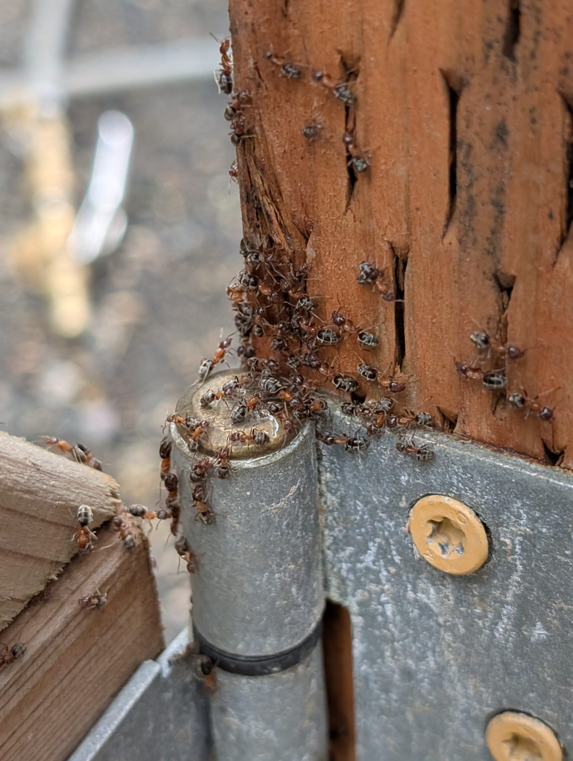 Velvety tree ants swarming a wooden gate post and metal hinge at a home in the Portland-Vancouver metro area.
