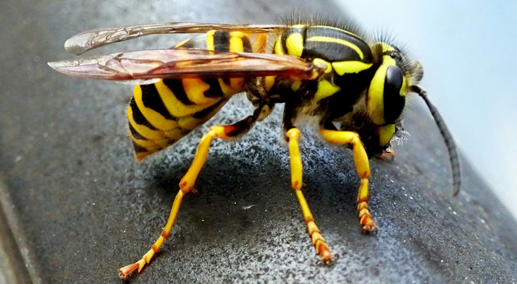 pest control for yellow jackets