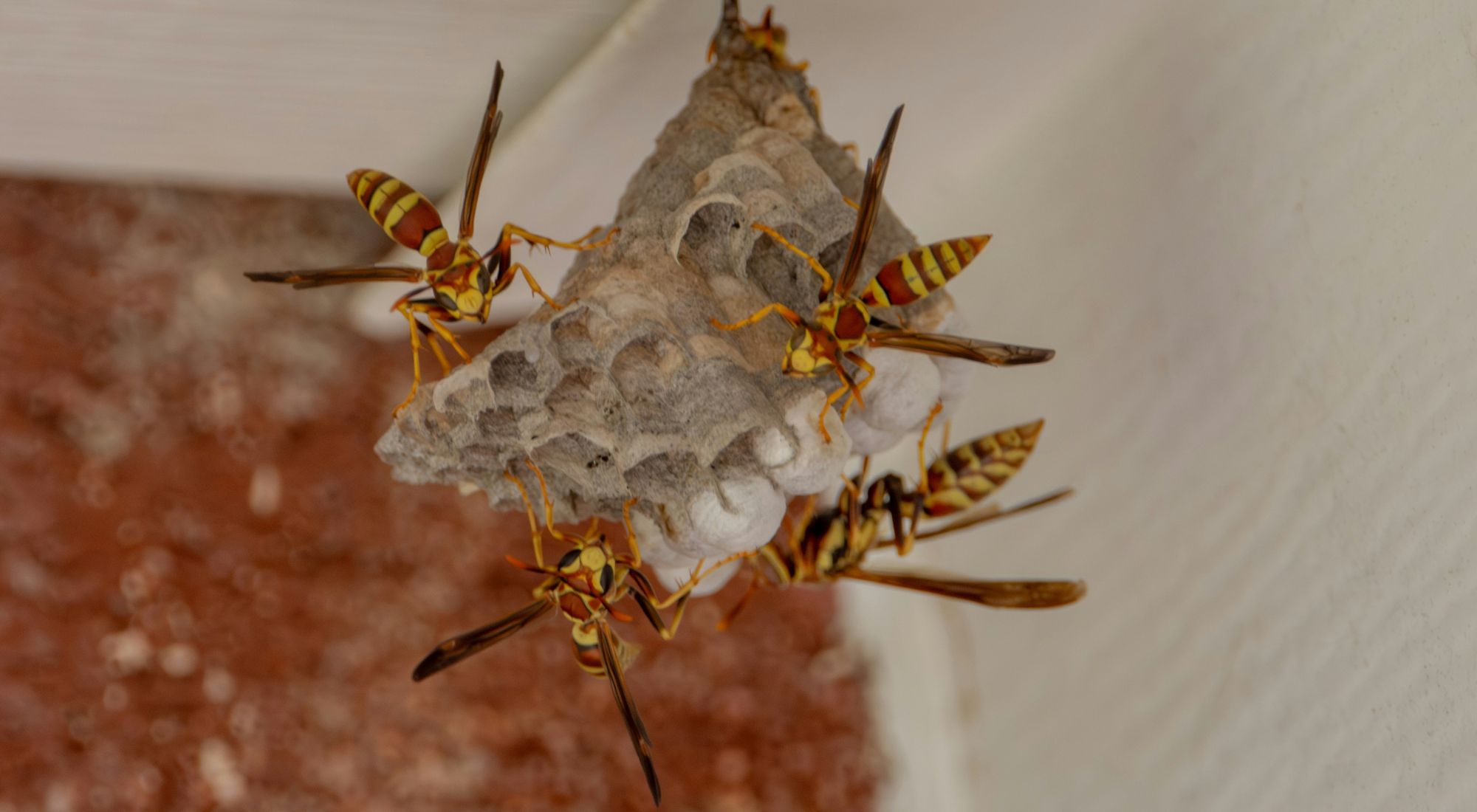 yellow jacket pest control