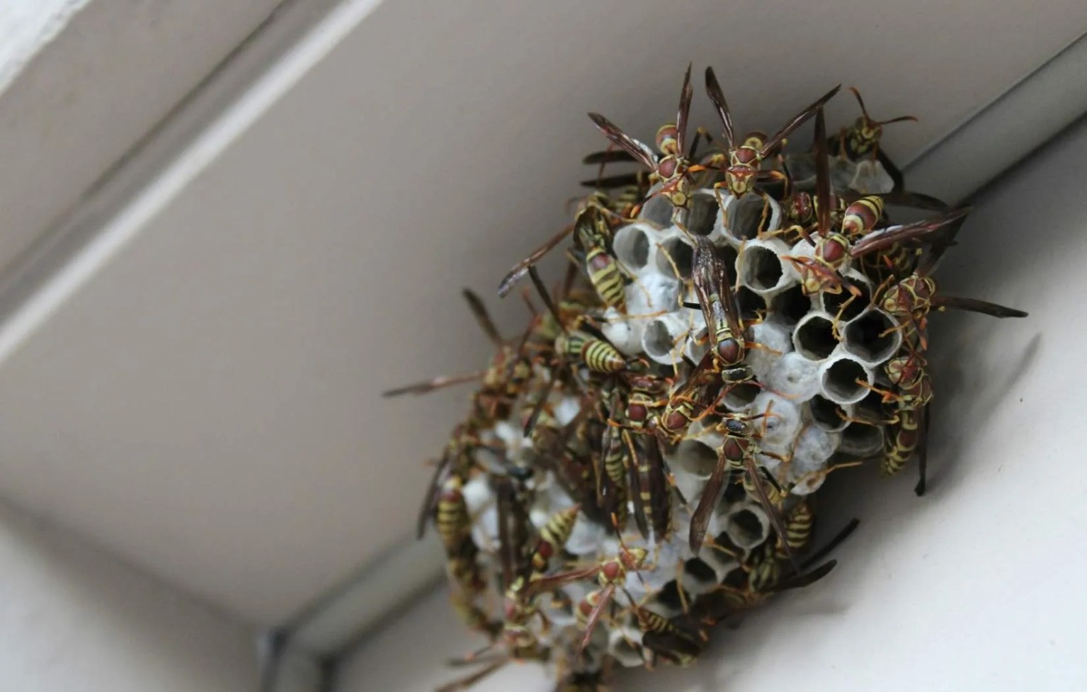 emergency Pest control Portland and Vancouver