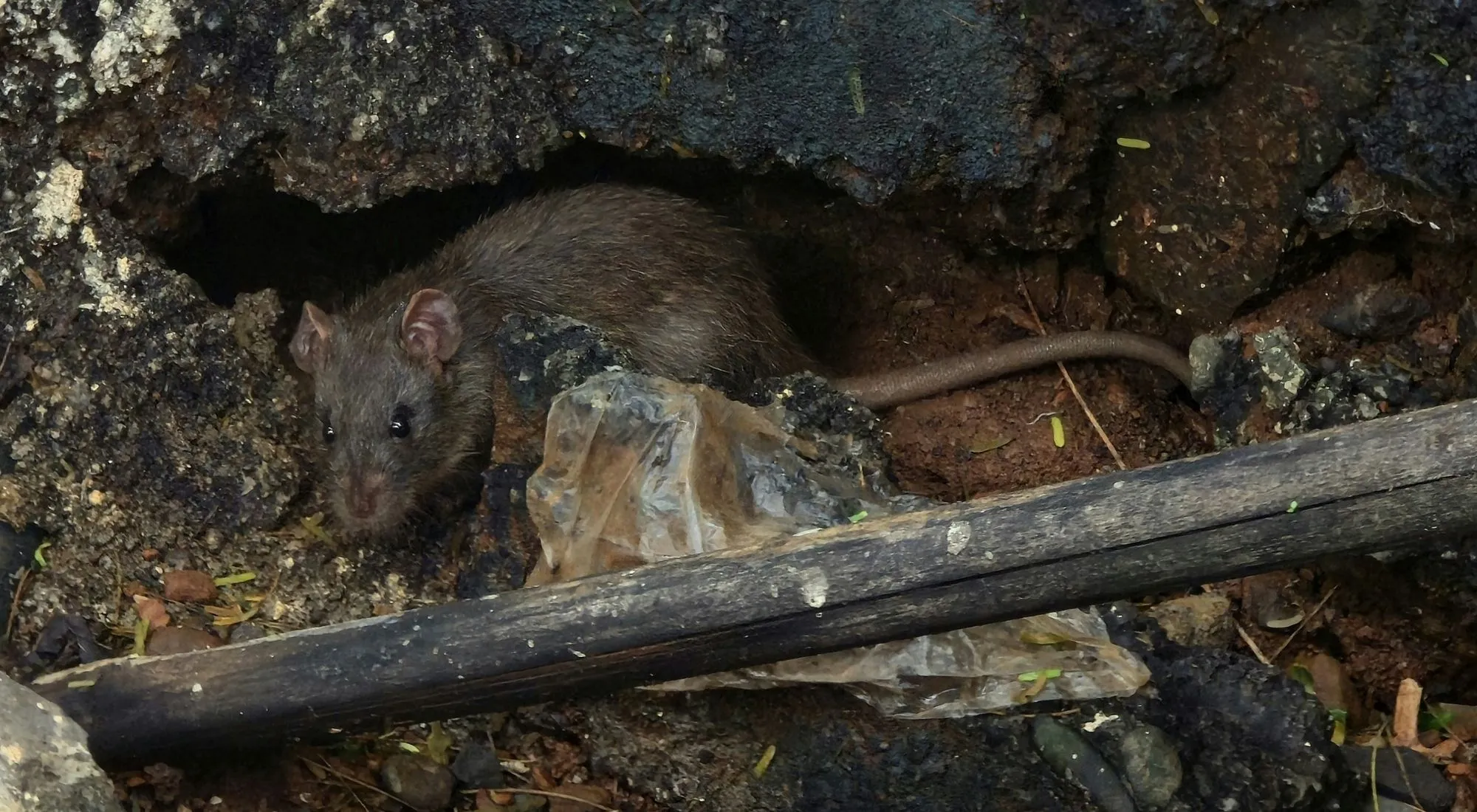 Rat exterminator serving portland oregon and vancouver washington