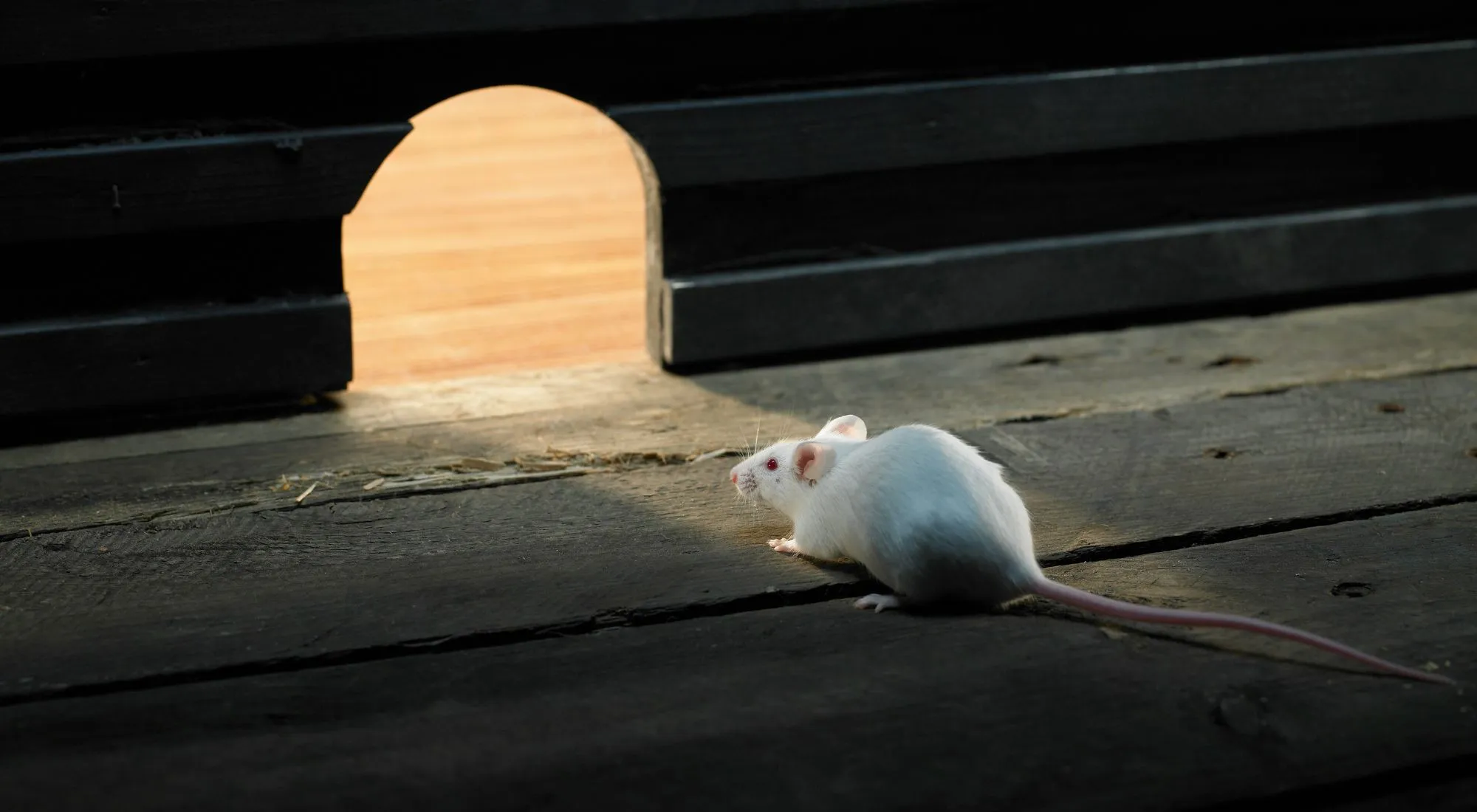 mouse exterminators portland